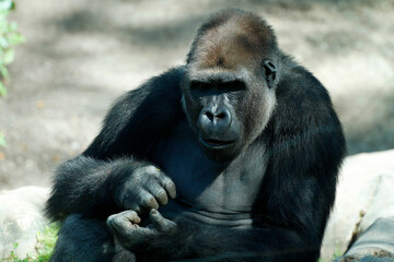 Naklejka premium Gorilla (Gorilla gorilla) Männchen, von vorne, Brustbild, Afrika