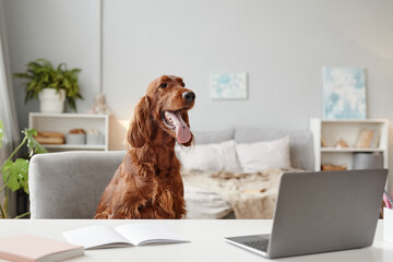 Portrait of big dog using laptop at desk in home interior, copy space