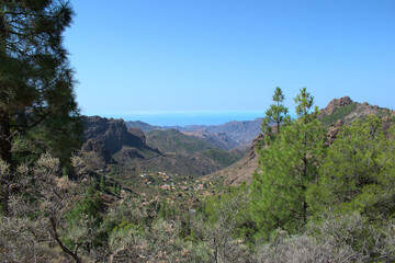Fototapeta na wymiar Canarian landscape with canary pines. Pinus canariensis