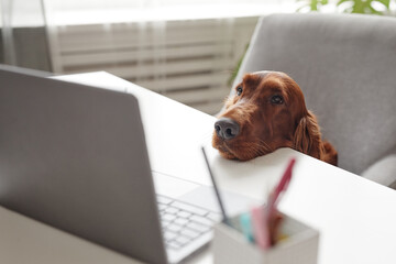 Portrait of cute dog looking laptop at screen while sitting at desk in home interior, copy space