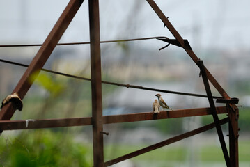伸びあがって遠くを警戒しているスズメ