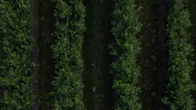 Aerial drone view Blueberry bush field, organic ripe. Blue berry hanging on a branch, Bio, healthy food, top view, Farm with berries