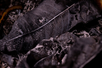 Some Burnt  Mango Leaves On The Ground 