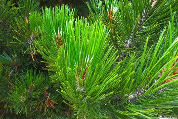 Close-up of a green young pine branch. The background of nature.