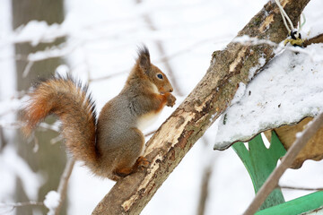 Naklejka na ściany i meble Red squirrel nibbles seeds sitting on a tree near the bird feeder in a winter park