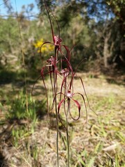 Fototapeta na wymiar Caladenia chapmanii - Chapman's Spider Orchid