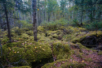 Beautiful Siberian taiga in the Kuturchin White Mountains