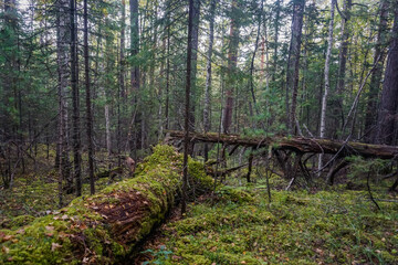 Beautiful Siberian taiga in the Kuturchin White Mountains