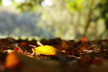 Image of autumn leaves with sun rays in the forest