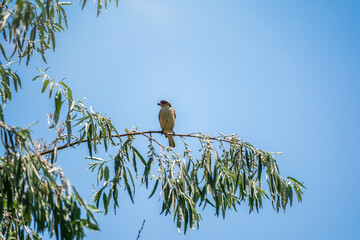 The great grey shrike, lat. Lanius excubitor, sitting on the branch with blue background.