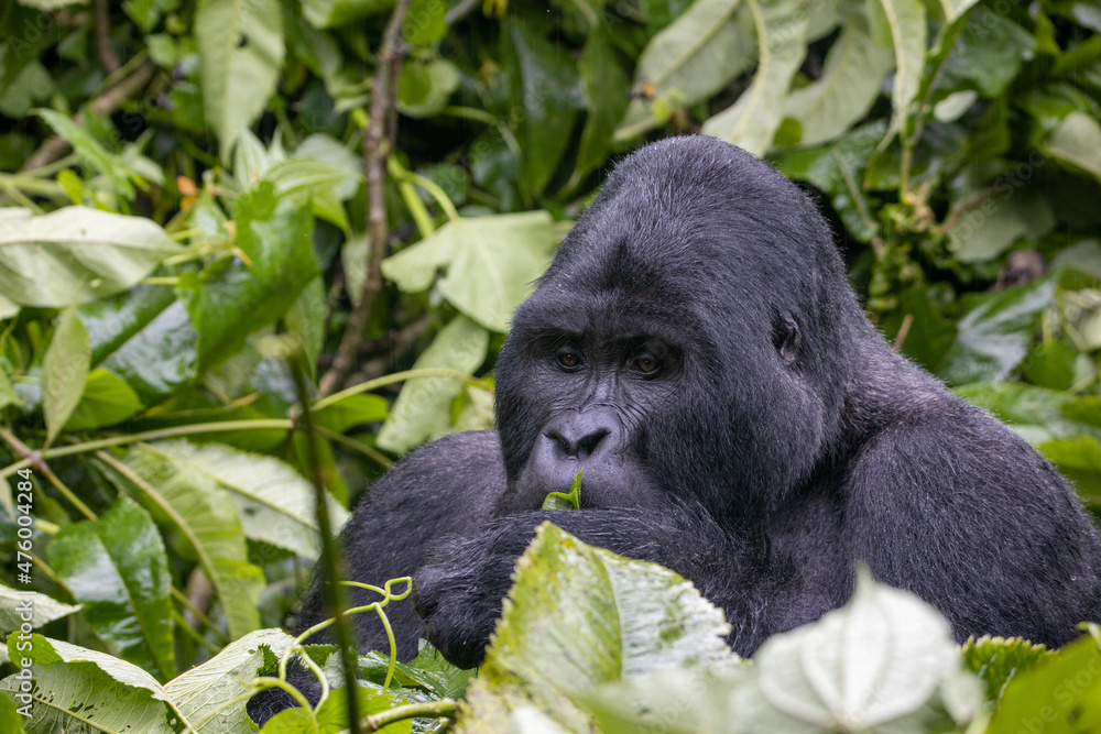 Poster Highland Gorilla eating green leaves in Bwindi Impenetrable National Park, Uganda