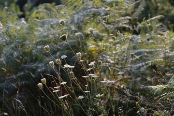 Vegetation in the forest in a summer day