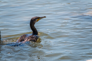 A black cormorant swimming in the sea. The great cormorant, Phalacrocorax carbo