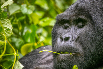 Highland Gorilla eating green leaves in Bwindi Impenetrable National Park, Uganda