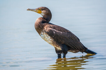 Great cormorant, Phalacrocorax carbo, standing in water on the sea shore.