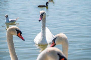 Fototapeta premium A large flock of graceful white swans swims in the lake., swans in the wild