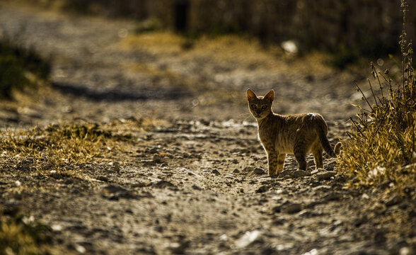 Gray striped cat standing on the rural road and looking back.