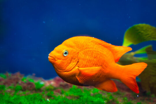 Closeup of the Garibaldi, known historically also as the Catalina goldfish and marine goldfish.