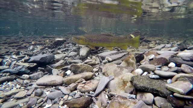 Underwater footage swimming Brown Trout. Preparing for spawning. Live in the river habitat. Wild trout (Salmo trutta morpha fario). Underwater mountain creek, nature light. Nice fish.