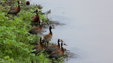 White-faced whistling ducks in a row