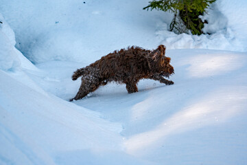 a brown hunting dog, a pudelpointer, is running in the deep snow at a sunny winter day on the mountains