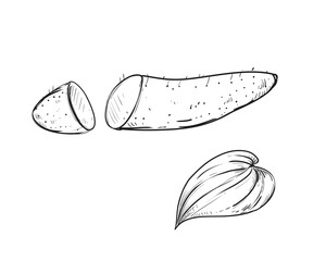 Hand drawn sketch black and white of yam, batata, leaf, sweet potato, slice. Vector illustration. Elements in graphic style label, card, sticker, menu, package. Engraved style illustration.