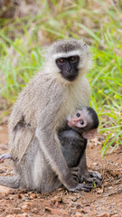 Naklejka na ściany i meble Vervet monkey - Mother and baby