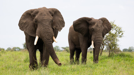 Fototapeta na wymiar big bull elephant in Kruger