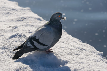 Portrait of a gray dove with a feather in its beak against a background of snow and water. A wild pigeon in nature is looking for material to insulate its nest. close-up of a bird. 
