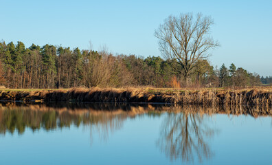 A pond in the morning light with trees in fall colors