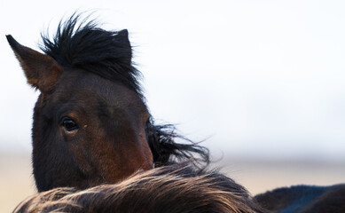 Horse head looking at the camera with text space
