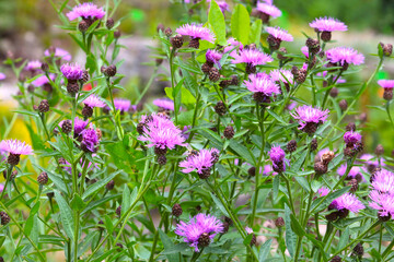 Flowering perennial herbaceous plants in the park in the spring.