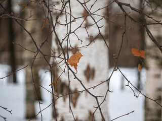 Dry orange leaf on a bare branch against a background of blurry birch trunks in a winter forest