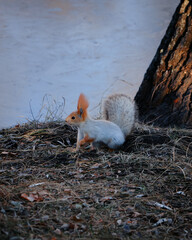 Beautiful little red squirrel in the park jumping on the ground