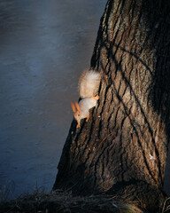 Beautiful little red squirrel in the park jumping on a tree