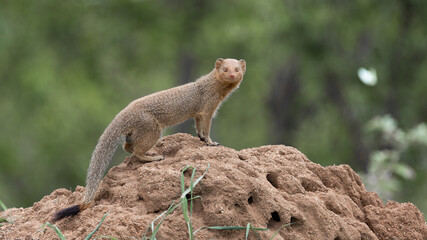 Slender mongoose on a termite mount
