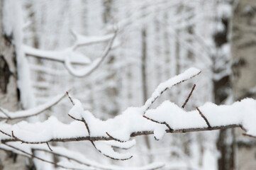 Tree brahch in snow, close up shot