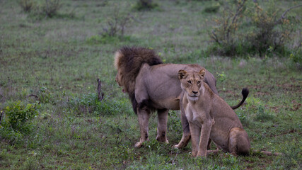 Obraz na płótnie Canvas a mating pair of lions