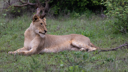 Fototapeta na wymiar a young lioness in the wild