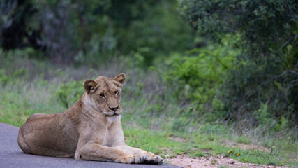 Fototapeta na wymiar a young lioness in the wild