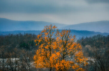 Fototapeta na wymiar autumn landscape with fog