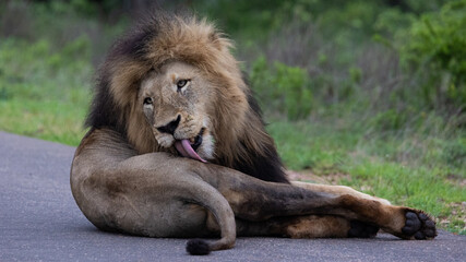 Naklejka premium Mature black maned lion in Kruger