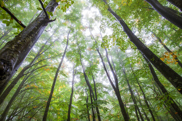 Obraz premium Tall trees in forest viewed from bottom to top