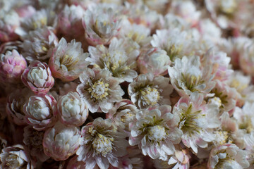 nature macro shooting summer juicy colors