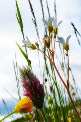 fleurs au raz du sol