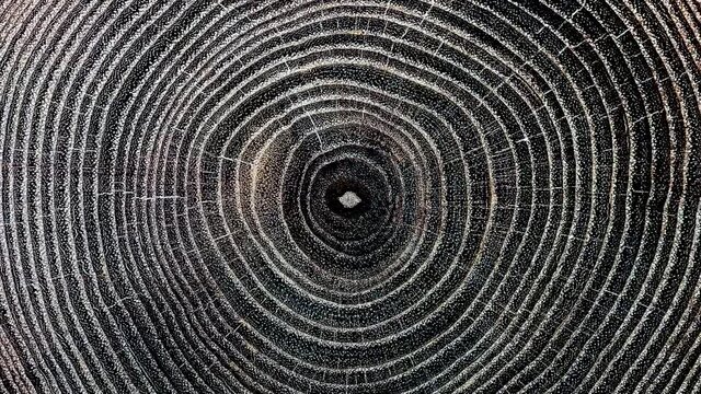 Rings texture of old tree. Move or cause to move in a circle around an axis or center