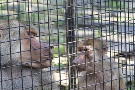 Closeup shot of two baboon monkeys in the cage