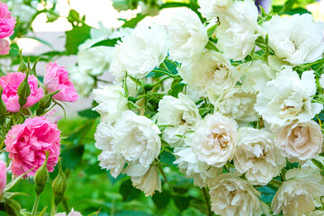 Blossoming beautiful small white rose flowers. Roses blossom in summer garden