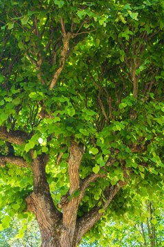 Old linden tree with branches bent up like candelabra. Decorative tilia tree