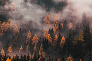 foggy autumn landscape with pine trees